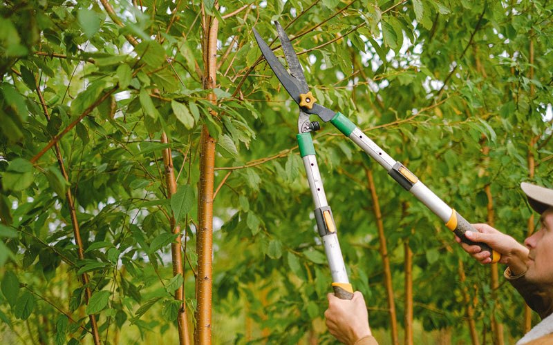 Tree trimming in Tingley, IA